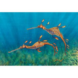 Weedy Sea Dragons